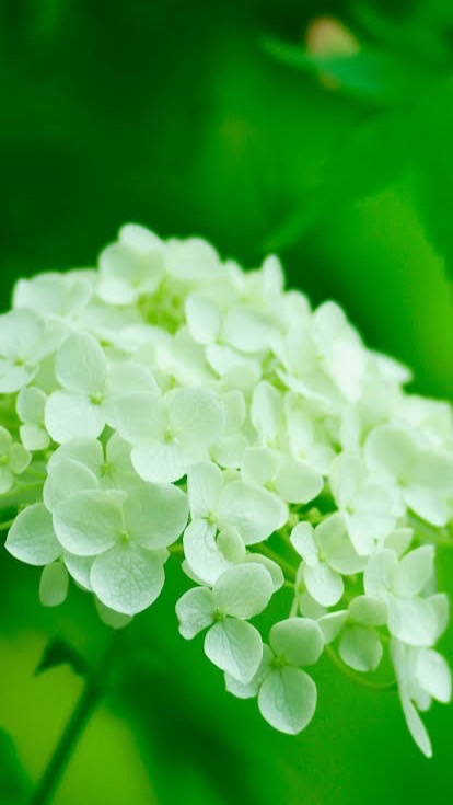 (ˆ꜆ .  ̫ . ) 九州 40代からの雑談部屋