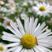 懶蘭閒畫