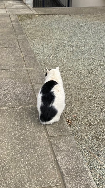 🇯🇵Tama桑日本代購團購✨