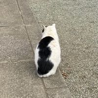 🇯🇵Tama桑日本代購團購✨