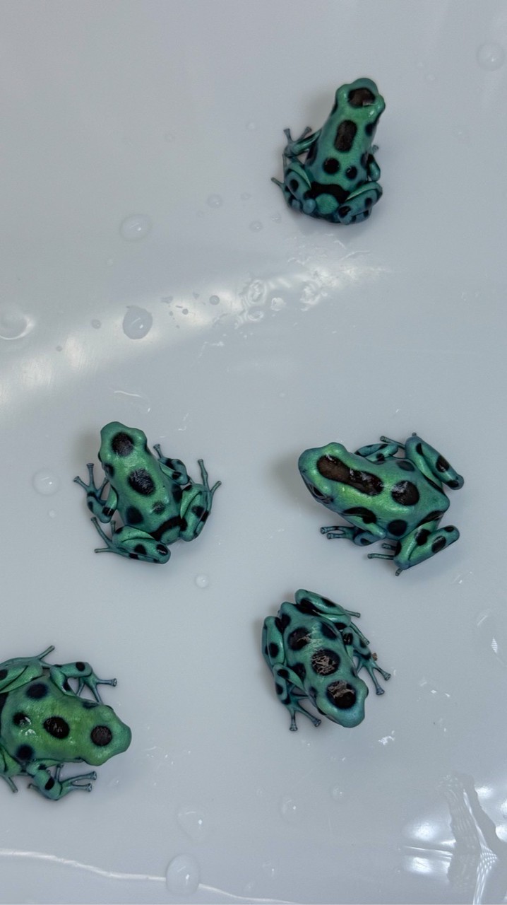 กบพิษ (ที่ไม่มีพิษ) : Poison Dartfrog Thailand