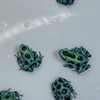 กบพิษ (ที่ไม่มีพิษ) : Poison Dartfrog Thailand