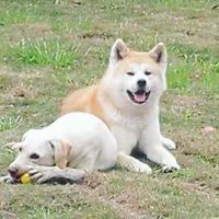 狗貓用品團購/二手/全新