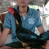ซุ้ม ส.พาฝัน  ซื้อขายไก่ชนทุกสายพันธุ์