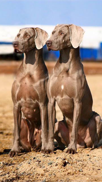 OpenChat 犬好きの人、飼っている人達の集いの場