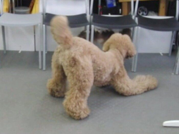 初対面の犬に試してほしい 人 犬に伝わるしぐさ 連載 西川文二の 犬ってホントは Vol 132 いぬのきもちnews