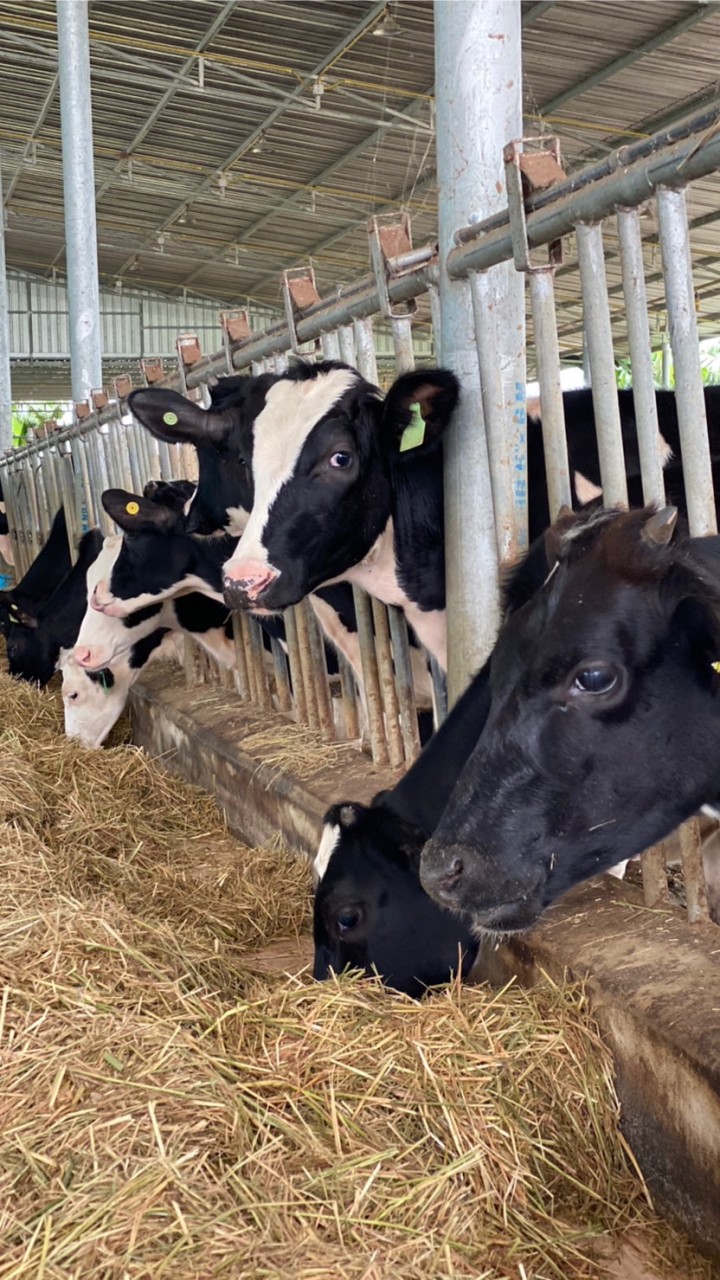 Dairy Club Animal Science KU KPS