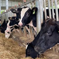 Dairy Club Animal Science KU KPS