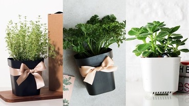 5款香草類植物  提升空間質感還能食用！