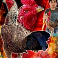อาณาจักรจักรเพชรเมืองย่า