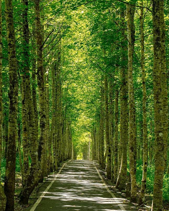 ▲花蓮大農大富平地森林園區。（圖/IG @edison810911）