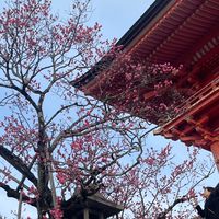 椪騰日本名牌/物品代購