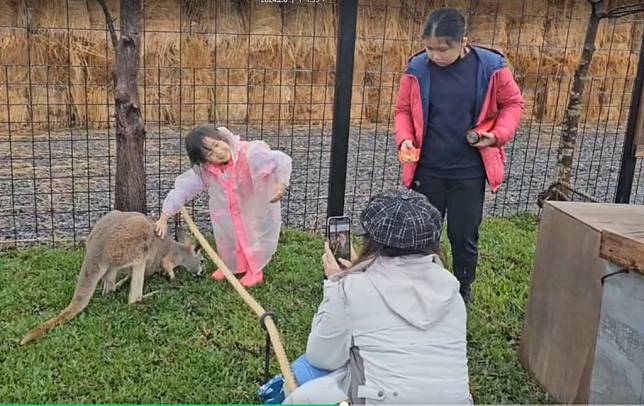 全台首座澳洲袋鼠農場宜蘭動植物王國開幕園內袋鼠超吸晴。（記者張正量攝）