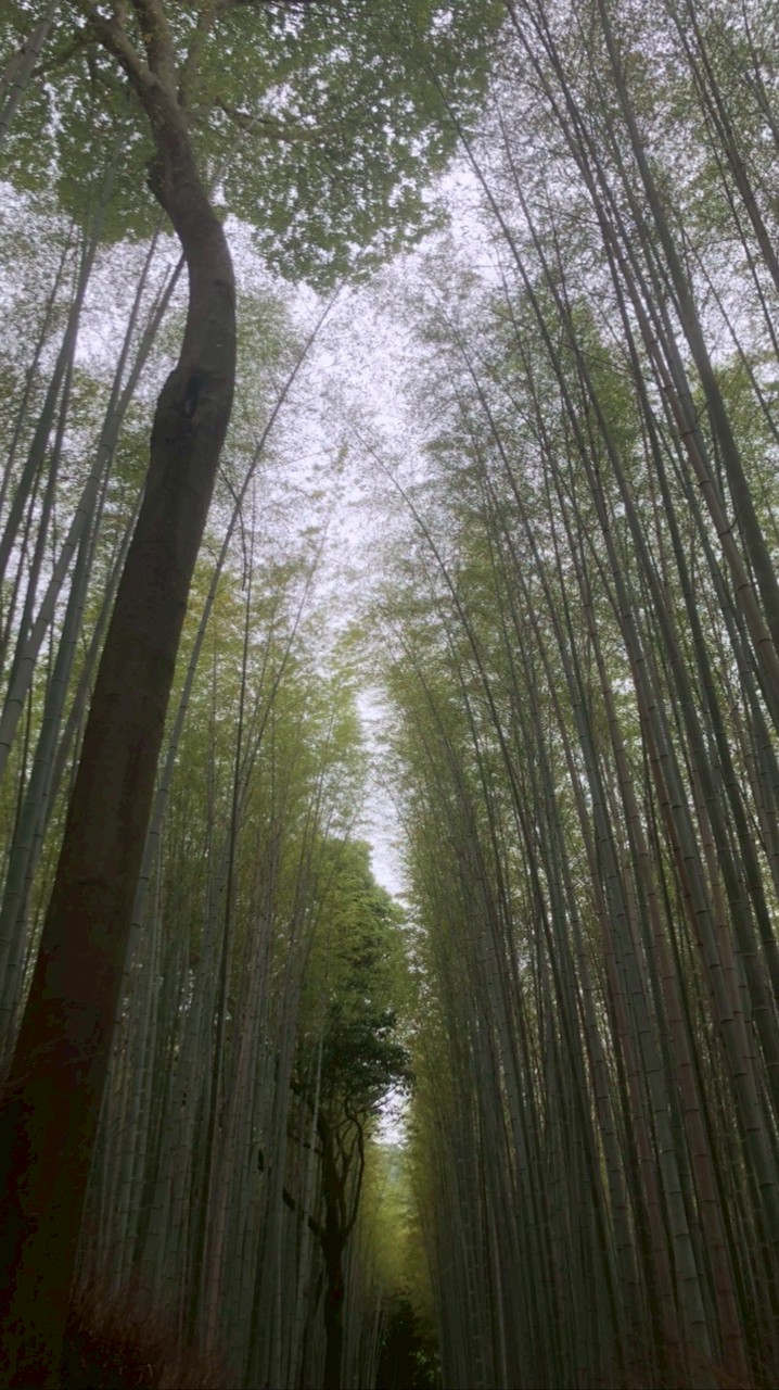 嵐竹靜石