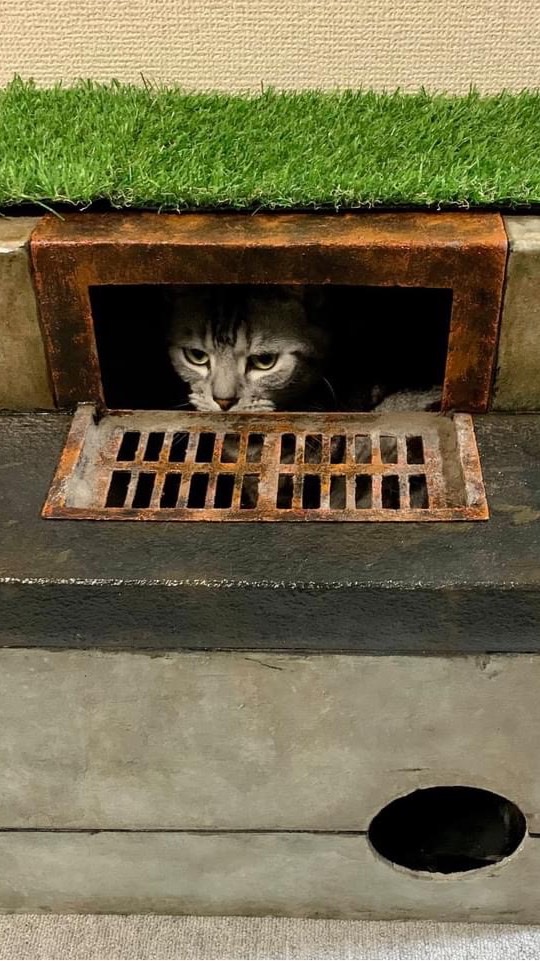 愛貓貓