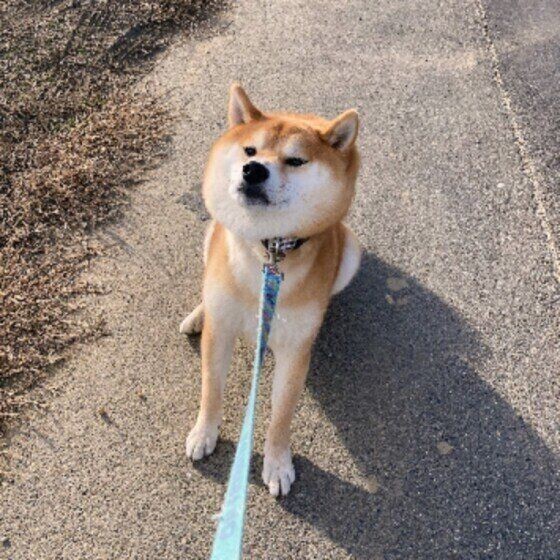 犬の散歩嫌 どうちたらいい 散歩中動かなくなる犬の写真も いぬのきもちnews