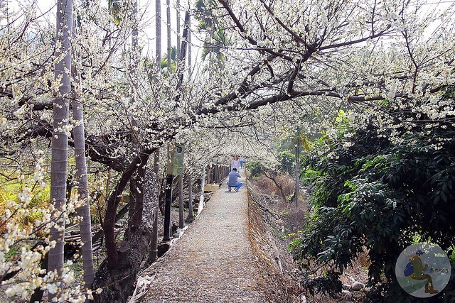 台中新社梅花秘境