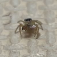 蜘蛛（飼育　採集　雑学　研究など）