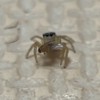蜘蛛（飼育　採集　雑学　研究など）