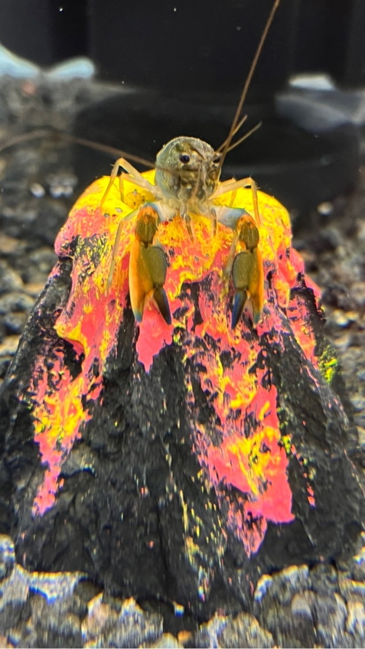 🦞螯蝦專賣店X螯蝦基地🦞