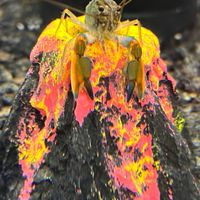 🦞螯蝦專賣店X螯蝦基地🦞