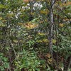 日本の野生の生き物が好きな人達