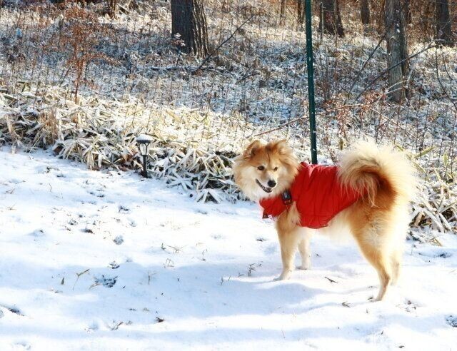 犬の排せつの謎