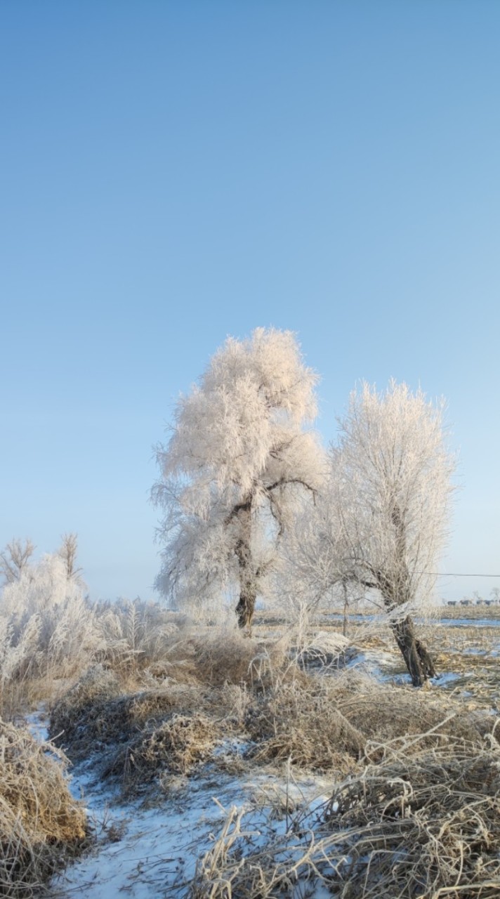 [臺灣茶易]滑雪旅遊泡茶小天地
