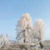 [臺灣茶易]滑雪旅遊泡茶小天地