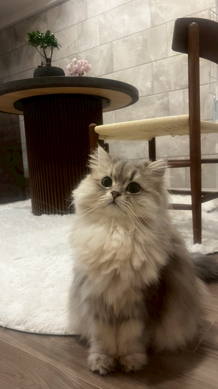 ペルシャねこのるる🧦ご案内専用🙊