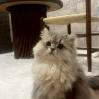 ペルシャねこのるる🧦ご案内専用🙊