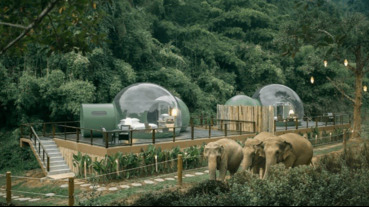 在雨林裡看大象、住泡泡，不一樣的泰國飯店