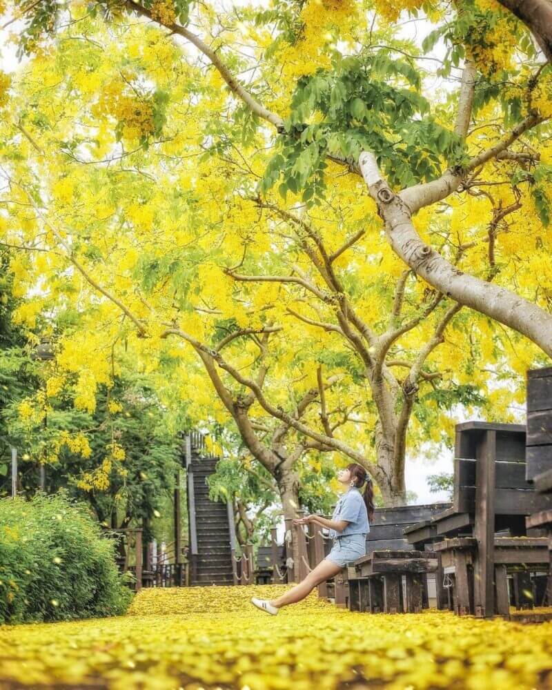 阿勃勒賞花｜南科park17｜台南景點