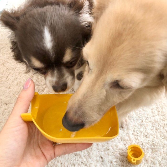 セリア お出かけ給水器 マナーキャップ 体験レポ