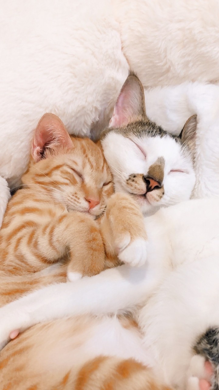 🌷貓咪ig帳號互追🐈交流聊天.ᐟ.ᐟ