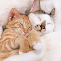 🌷貓咪ig帳號互追🐈交流聊天.ᐟ.ᐟ