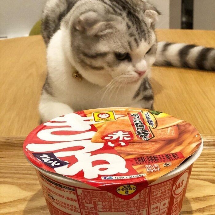 身近な素材で猫グッズ 愛猫のことを考えて手作りしました ねこのきもちnews