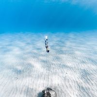 自由潛水Go
