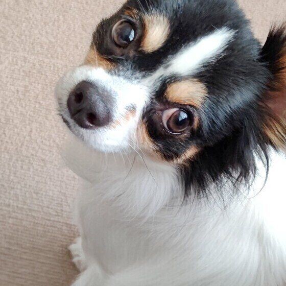 甘えじゃない 犬の イヤです をあらわす意外なしぐさ いぬのきもちnews