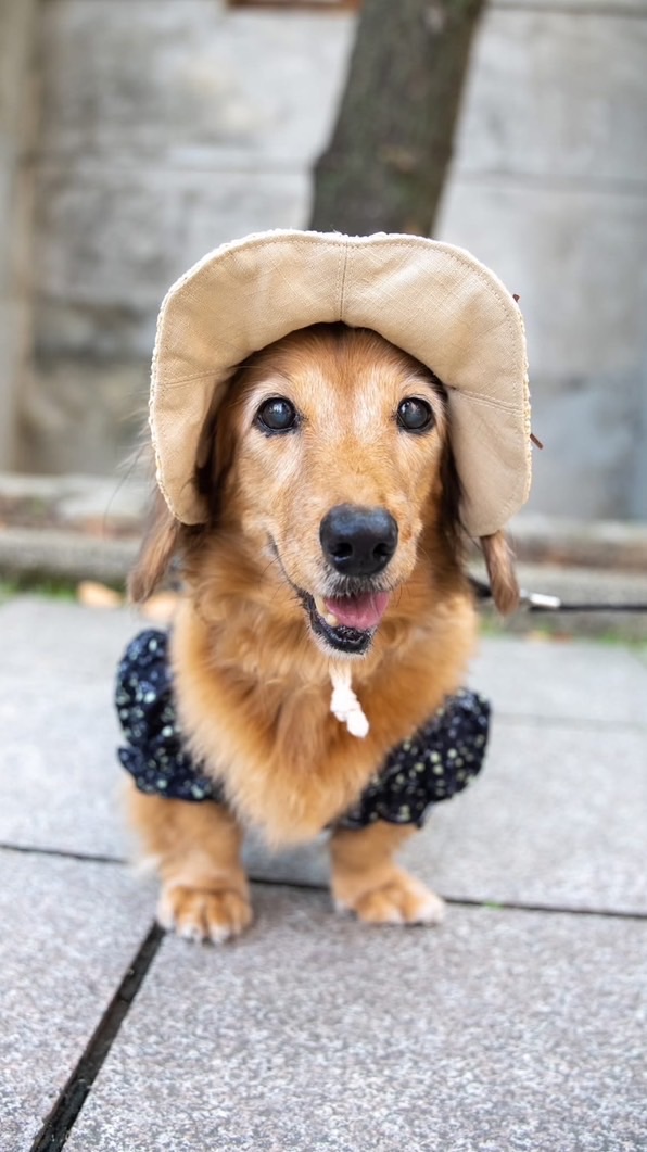 毛孩讓我失心瘋🐶一同去郊遊❤️