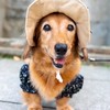 毛孩讓我失心瘋🐶一同去郊遊❤️