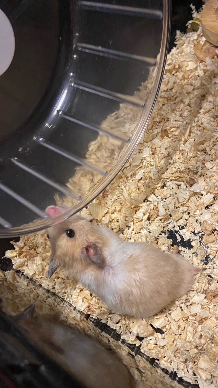 ทาสแฮมเตอร์🐹