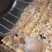 ทาสแฮมเตอร์🐹