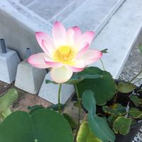 親鸞聖人御消息の会ディーパ