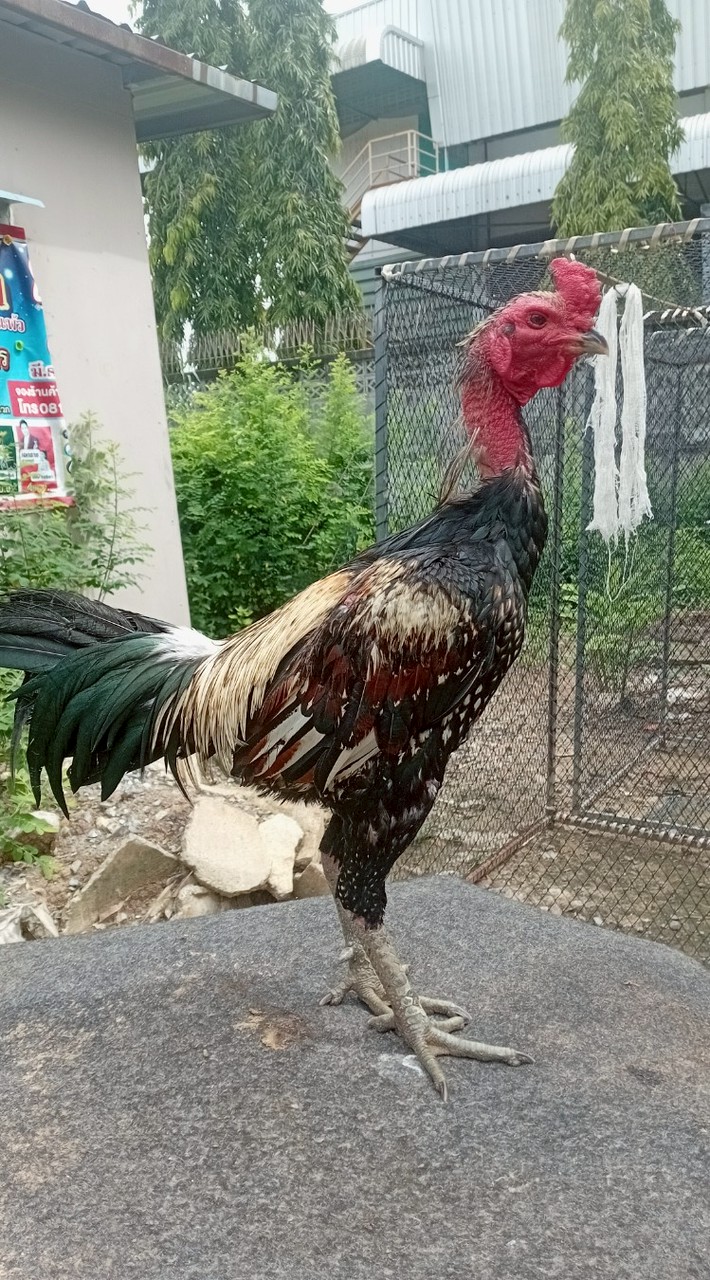 ซุ้ม ป.ปัญญา57ฟาร์มไก่ชน กลุ่มลูกไก่ตัวล่ะ100-250 กลุ่ม1