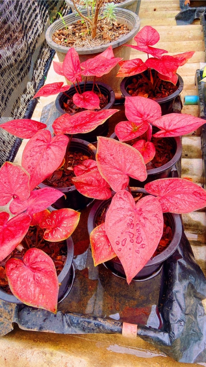 บอนสีไร่แก้วสวนขวัญ
