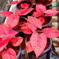 บอนสีไร่แก้วสวนขวัญ