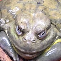 カエルを語る