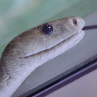 爬虫類などのメンテを捗らせよう！