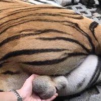 周相攸